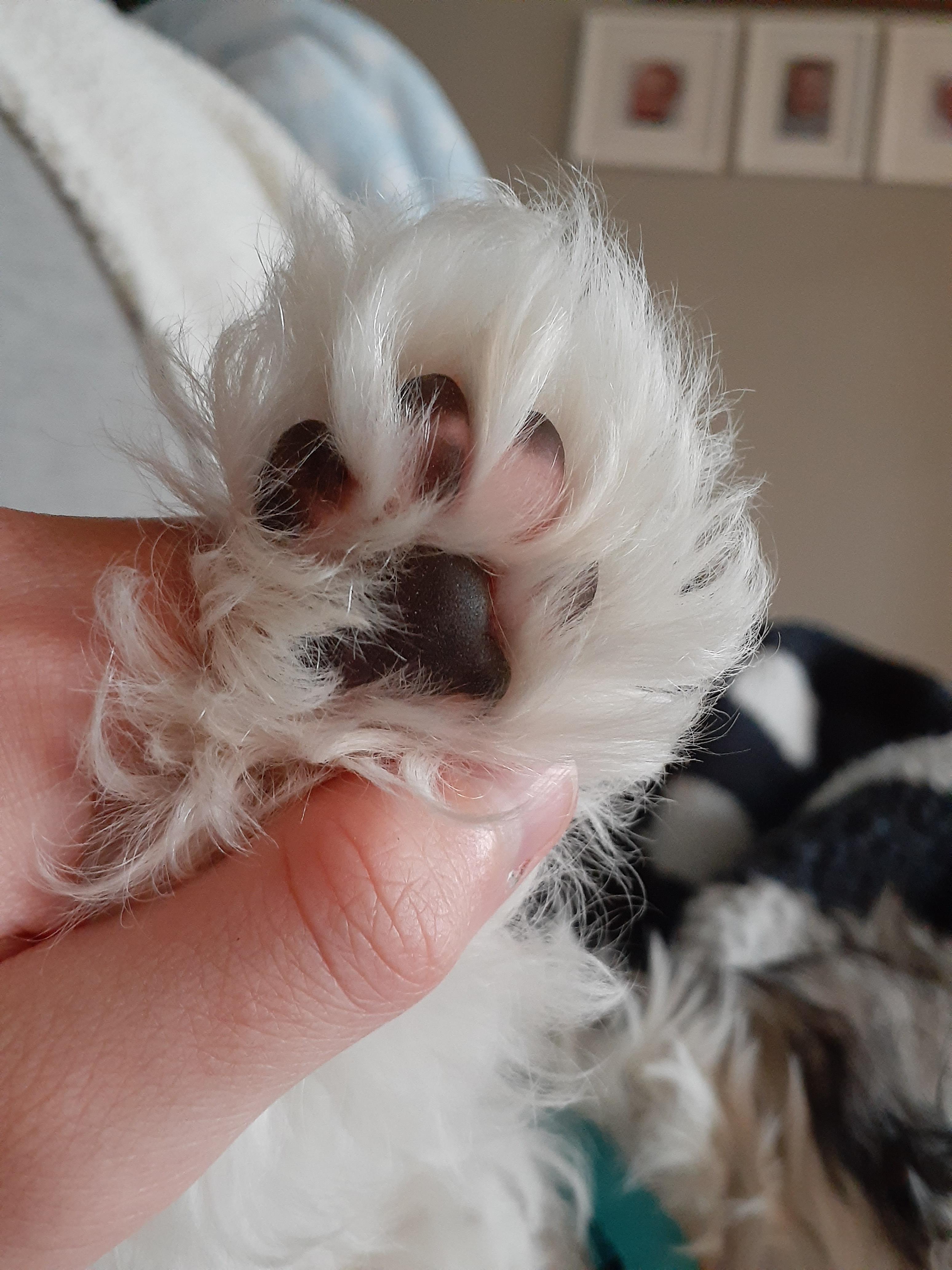 Puppy Beans Scrolller