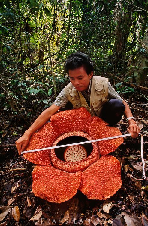 Rafflesia arnoldii, also called the stinking corpse lily, produces the ...