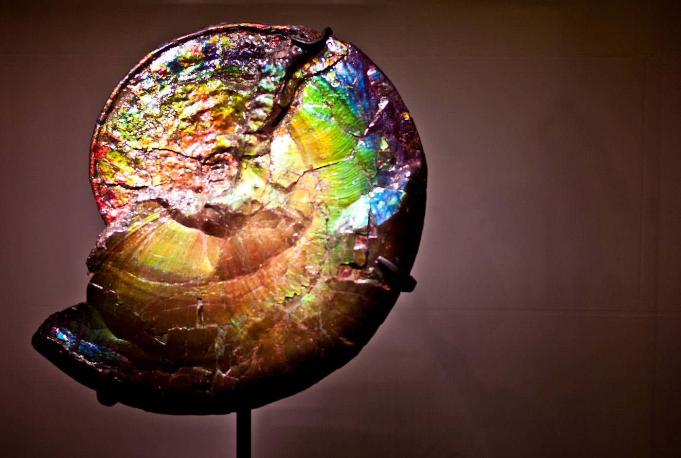 Rainbow ammolite ammonite shell on display at the American Museum of ...