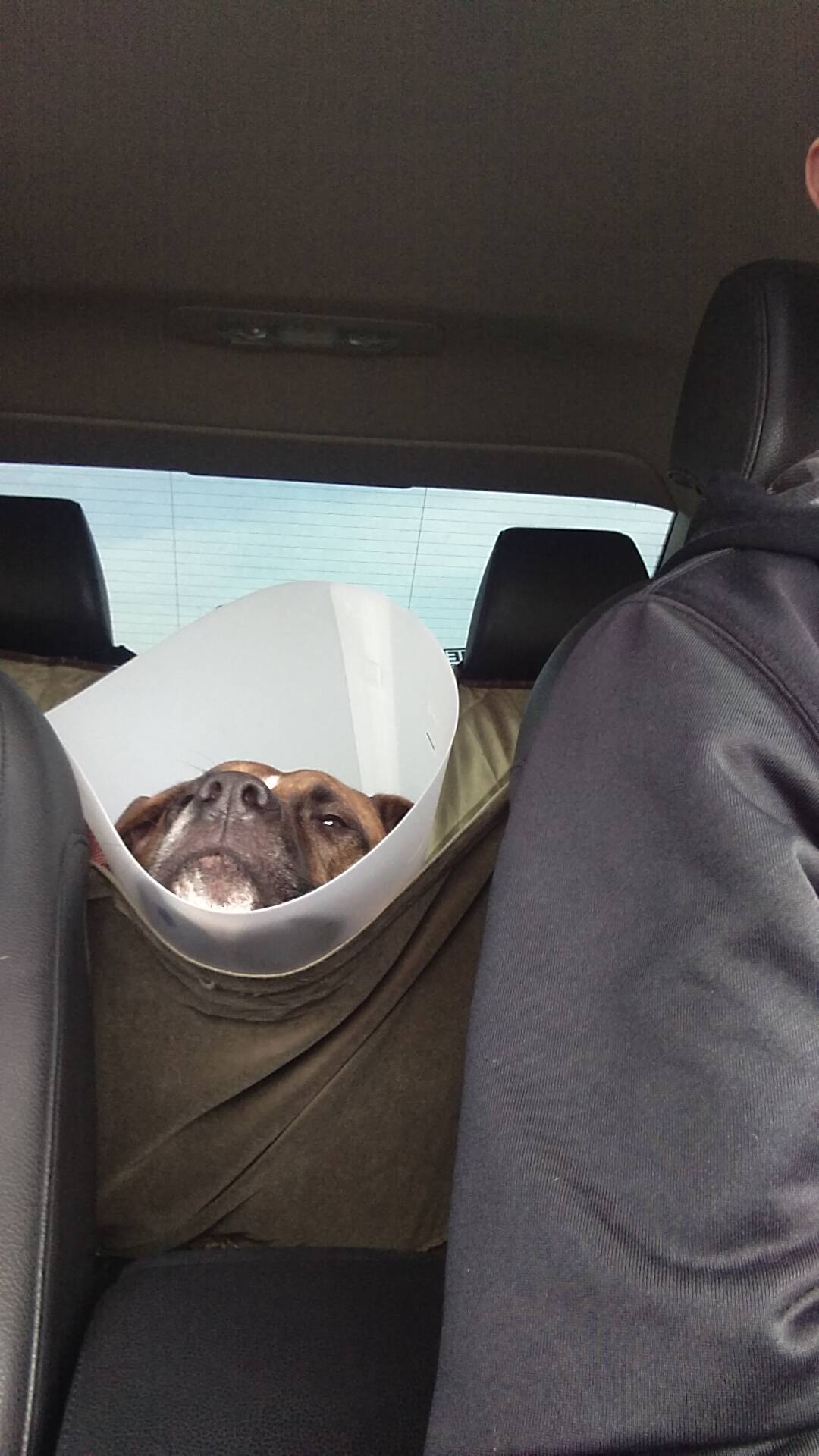 Recovering from TPLO surgery. Scrolller