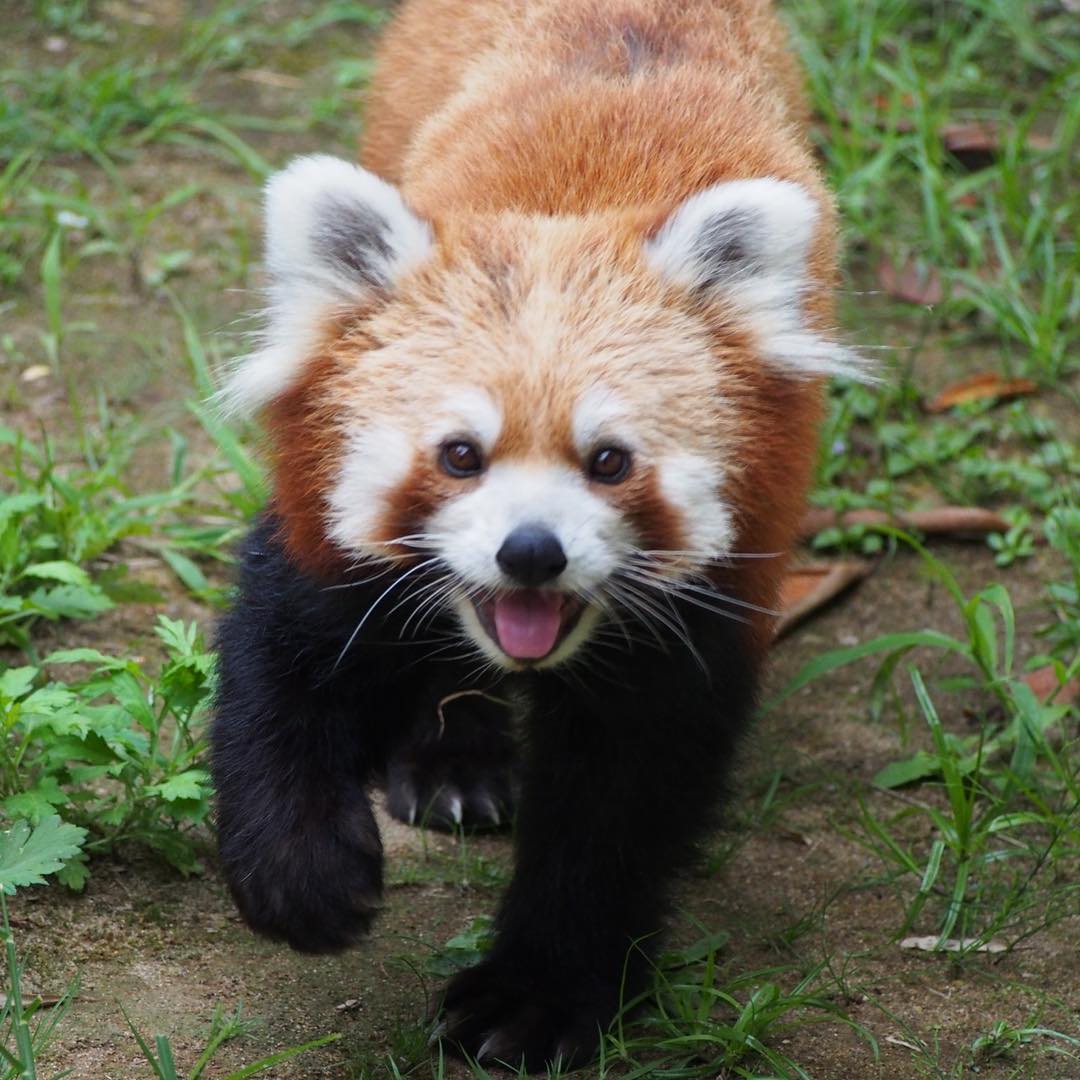 Red Panda at Ishikawa Zoo in Nomi, Japan on August 19, 2018 (originally ...