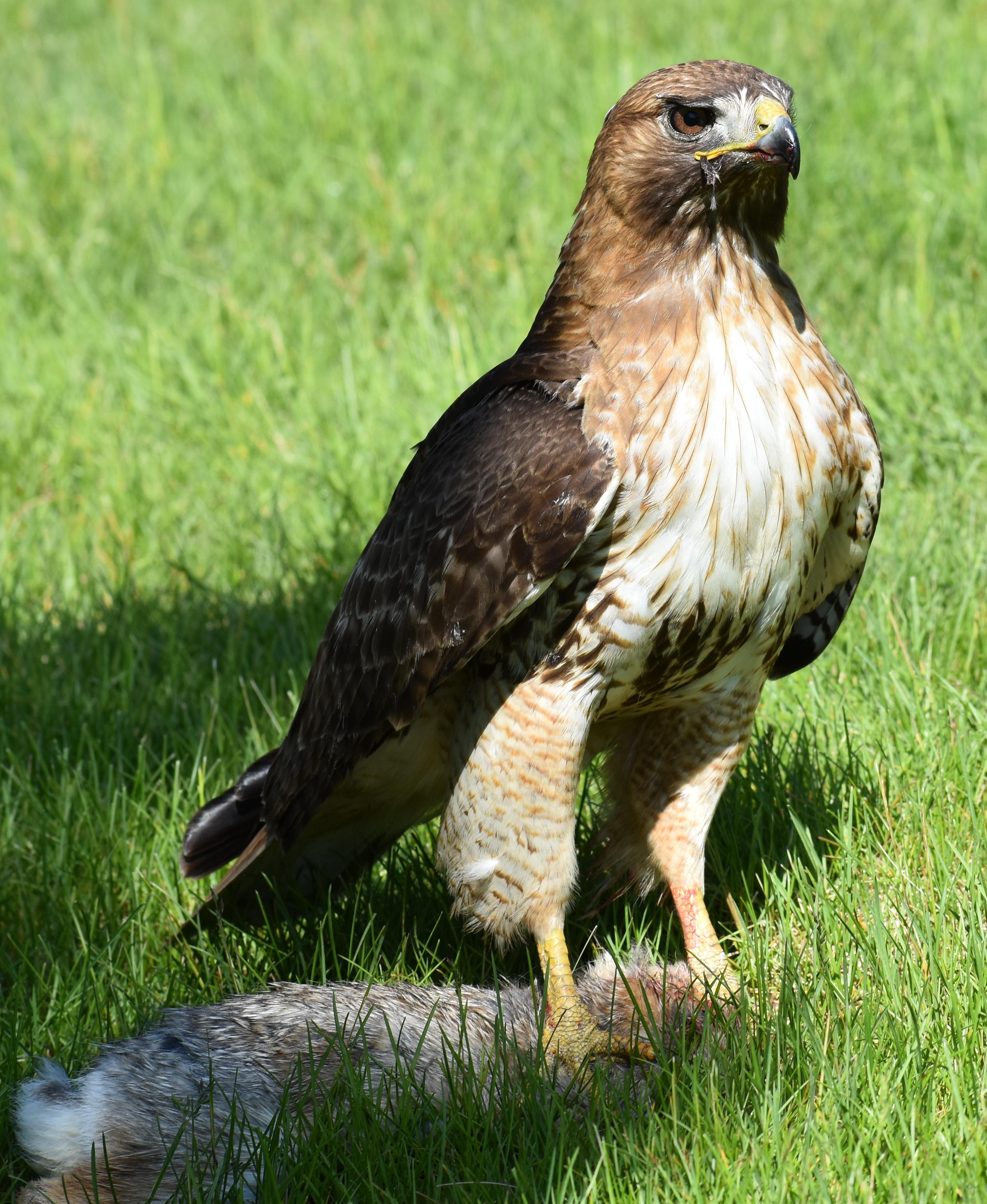 Ra Hawk Red Tailed Hawk feasting on it's kill | Scrolller