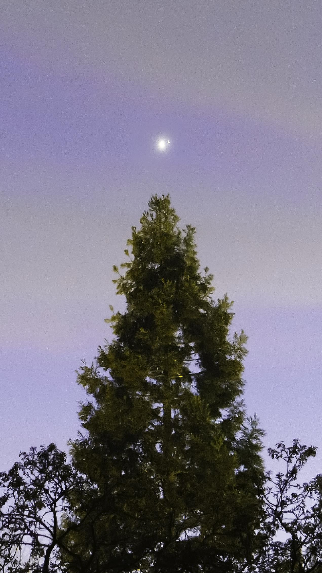 Saturn and Jupiter over a tree in my backyard Scrolller