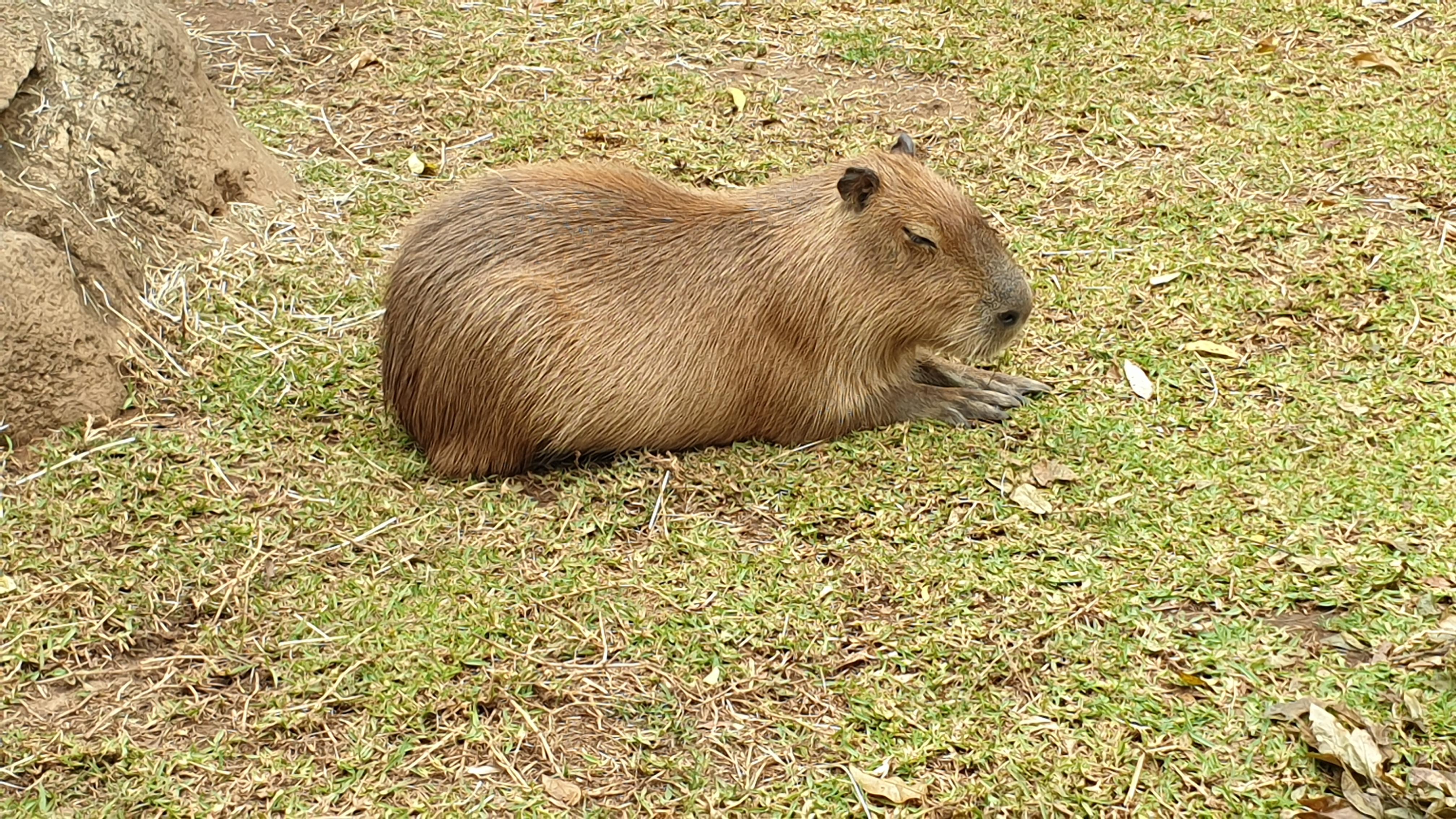 Saw capybaras in real life for the first time today! | Scrolller