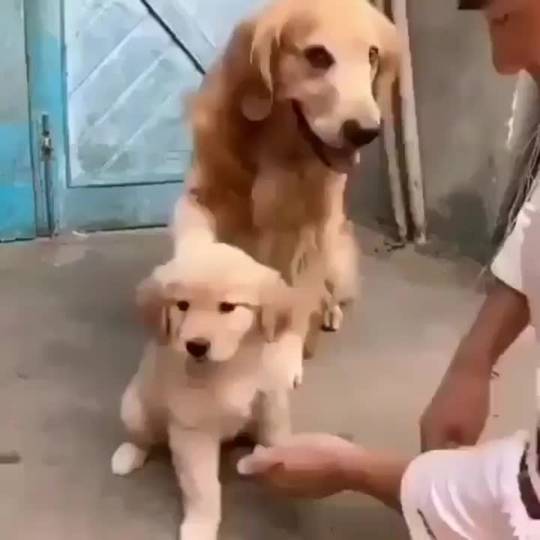 Shake is NOT allowed! He's too young still!