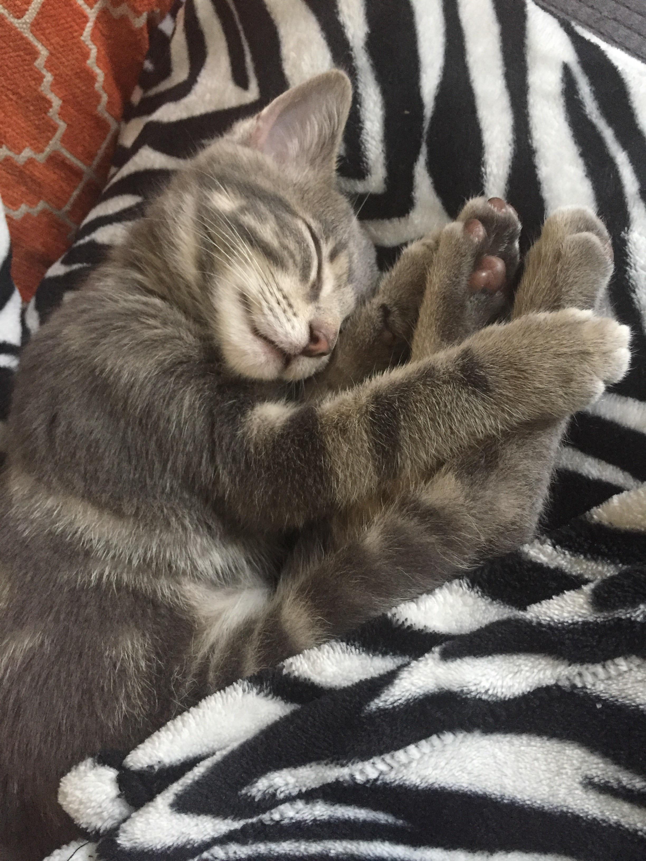 Sleepy beans | Scrolller