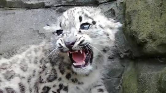 Snow leopard cub hisses then is sad