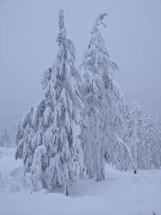 Snowy trees