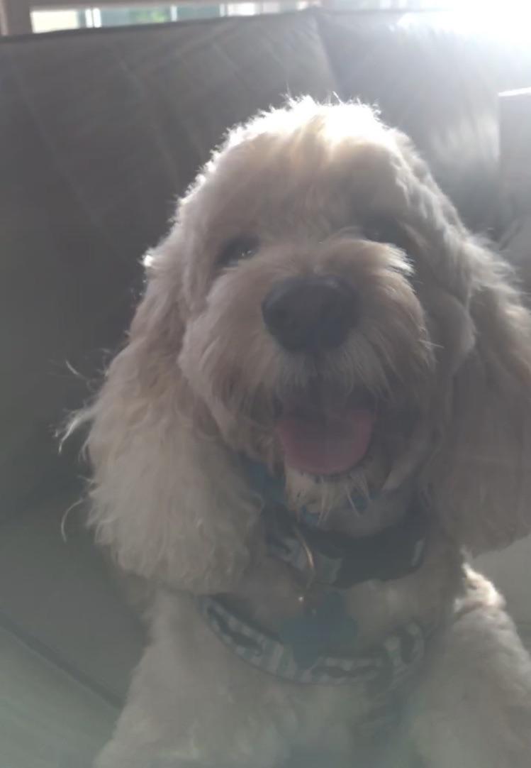 Sonny, my good cockapoo boy | Scrolller