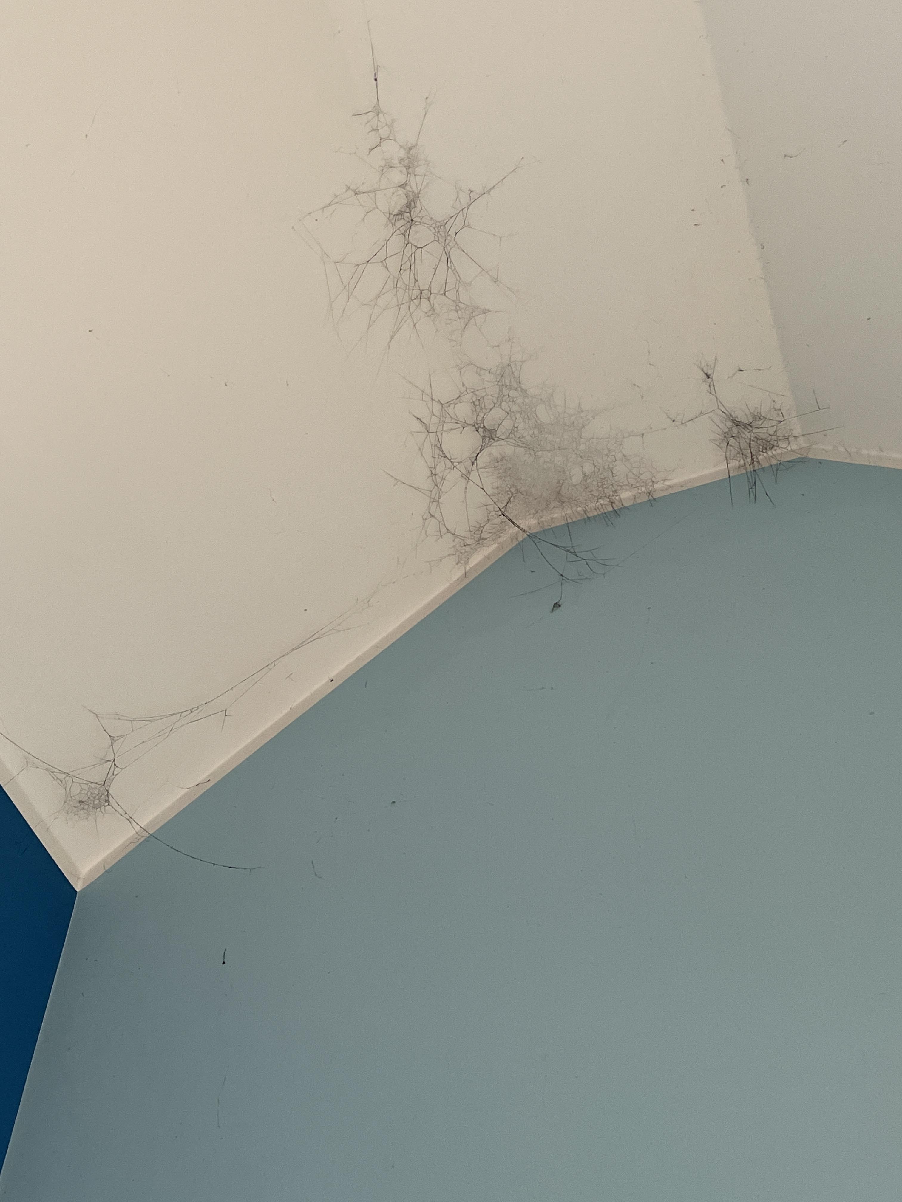 Spiderwebs after a minor fire | Scrolller