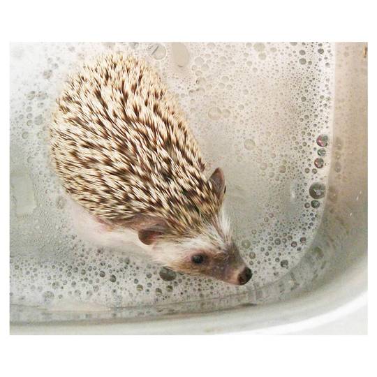 Splish splash, I was takin' a bath!