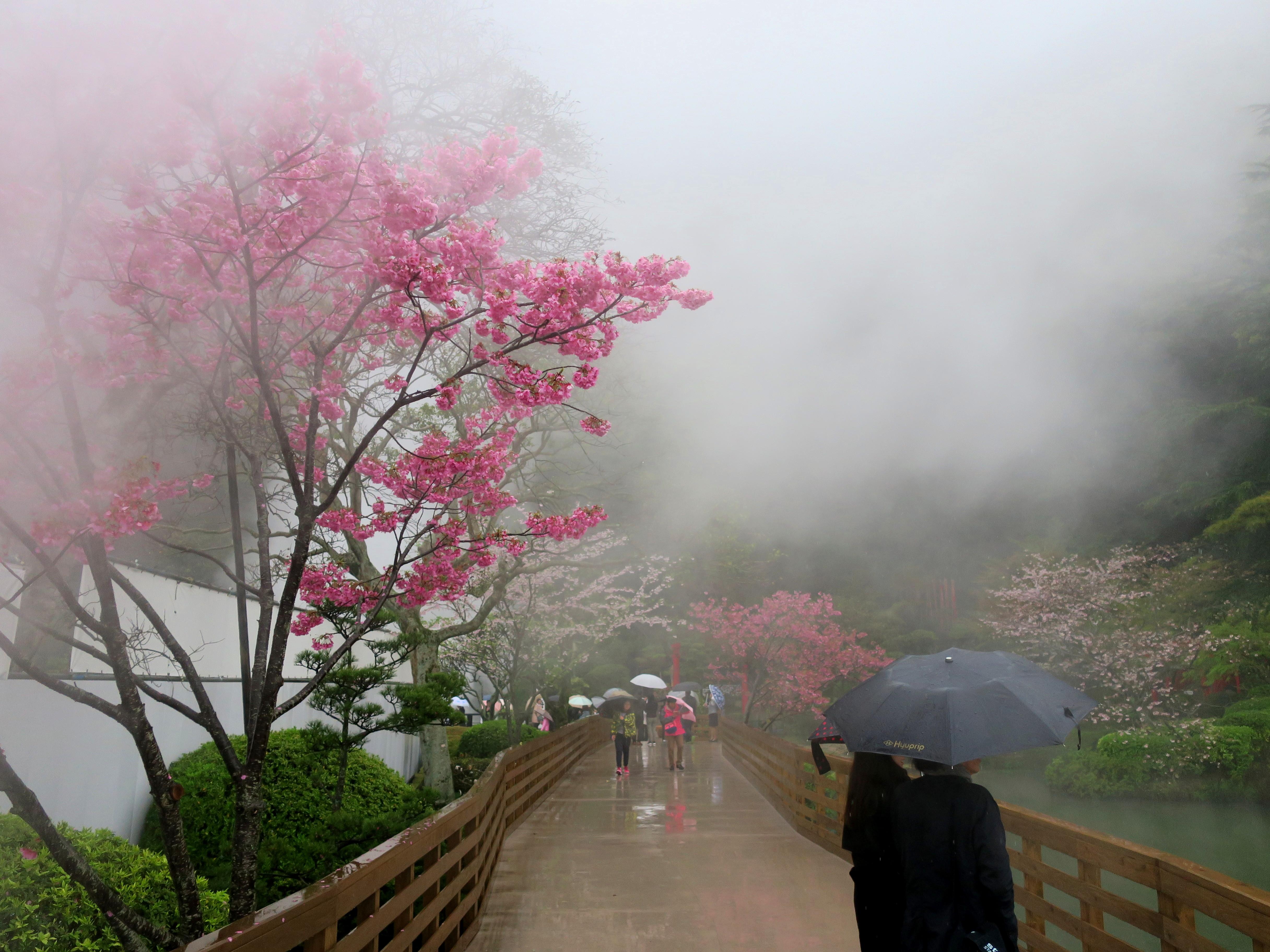 Spring rain and hot springs, Beppu [OC] | Scrolller