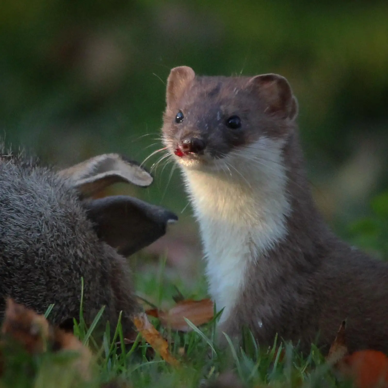 Stoat Me Stoat with a fresh kill, West Yorkshire, UK | Scrolller
