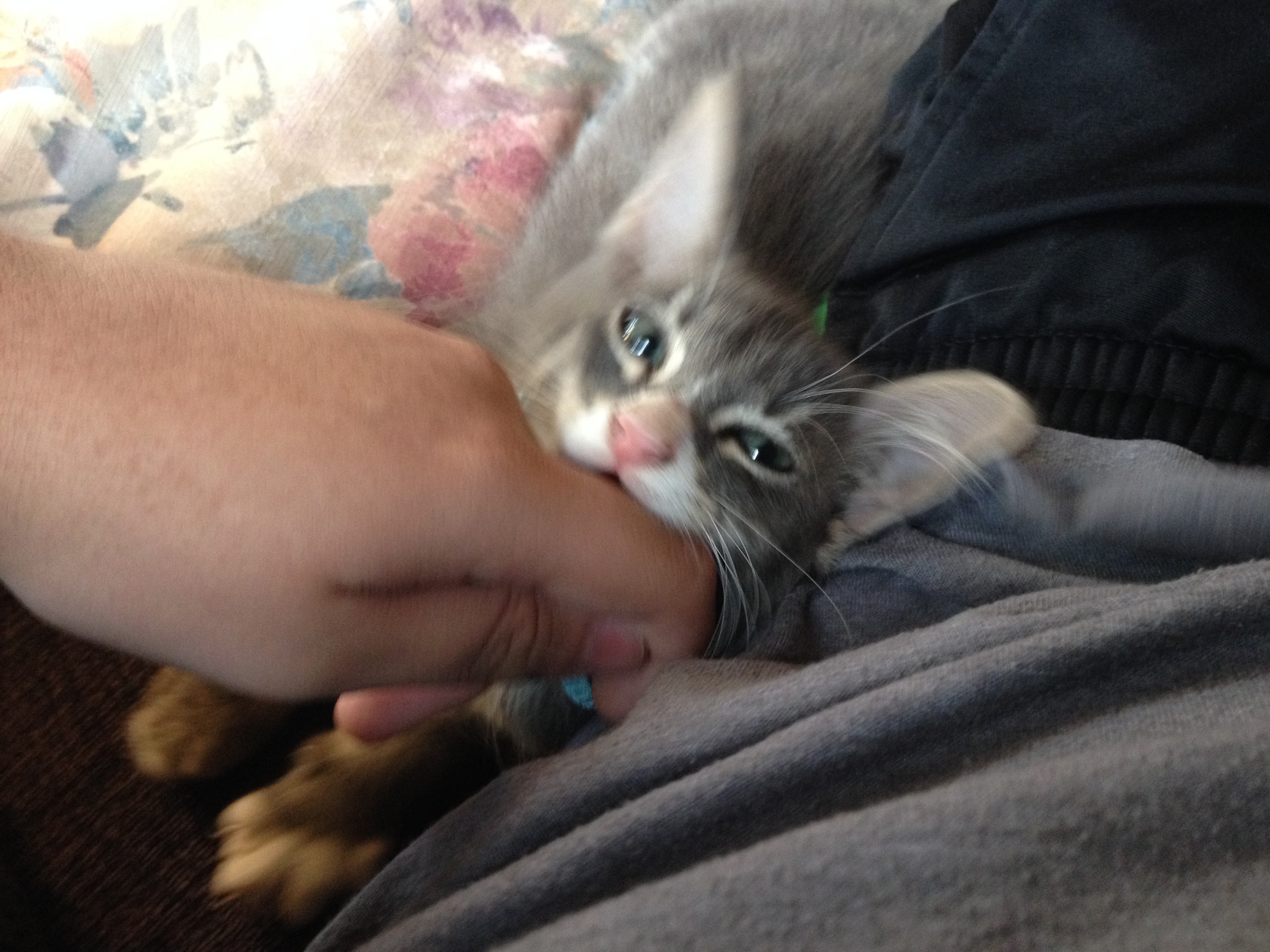Stop petting my chin! | Scrolller