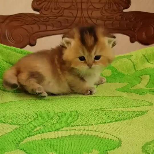 Such A Cutie Pie Scrolller