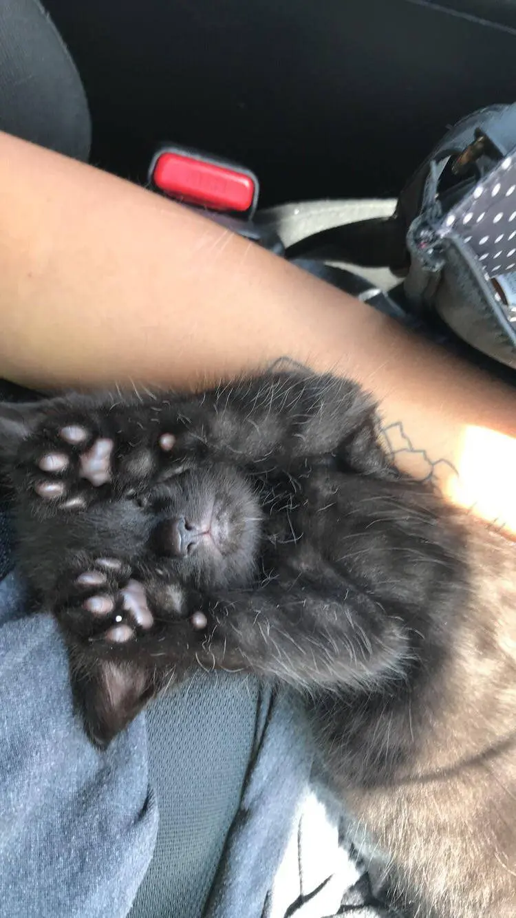 suns out beans up