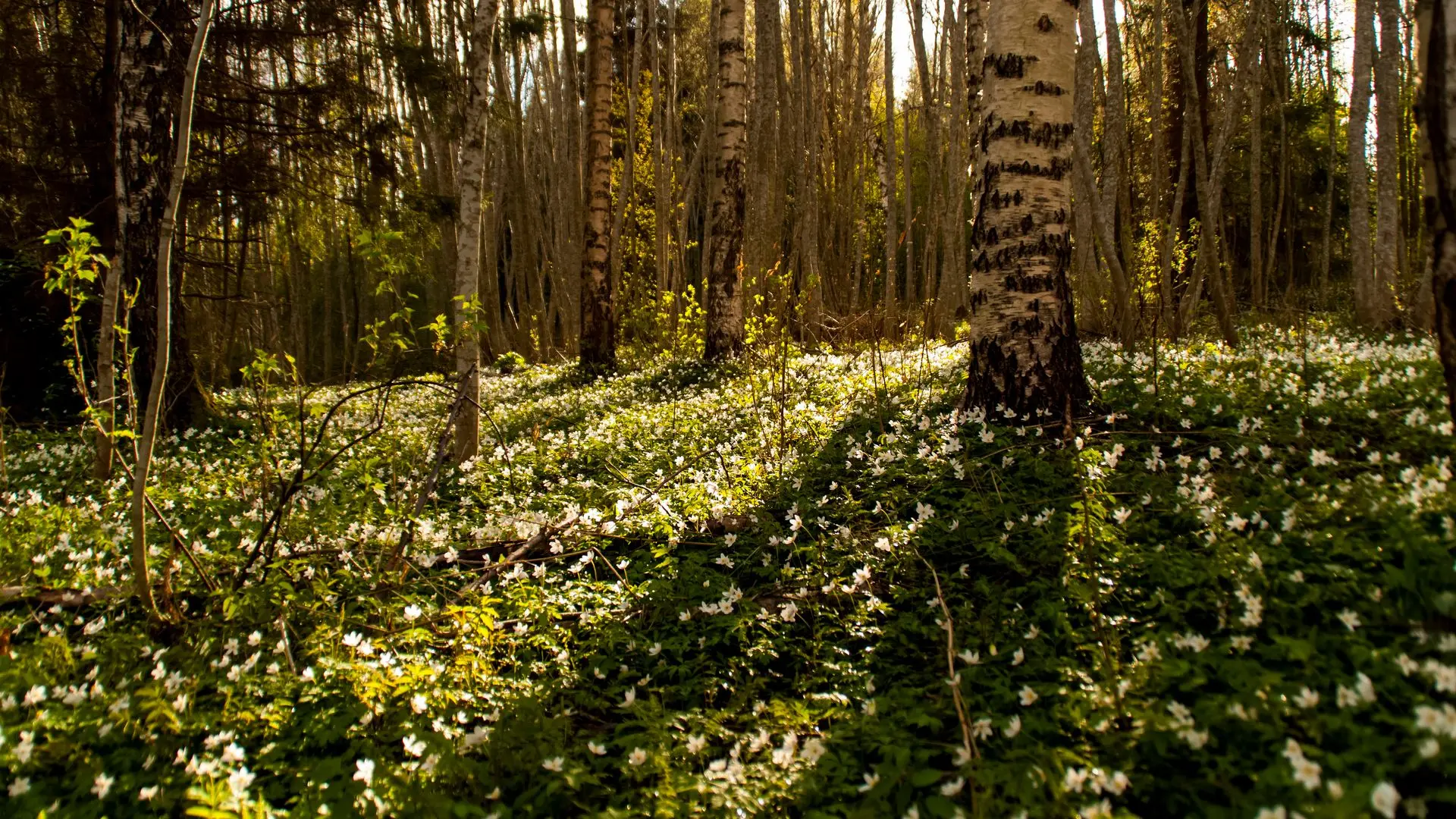 Swedish spring forest in bloom. [4288x2412] Sweden. [OC] | Scrolller