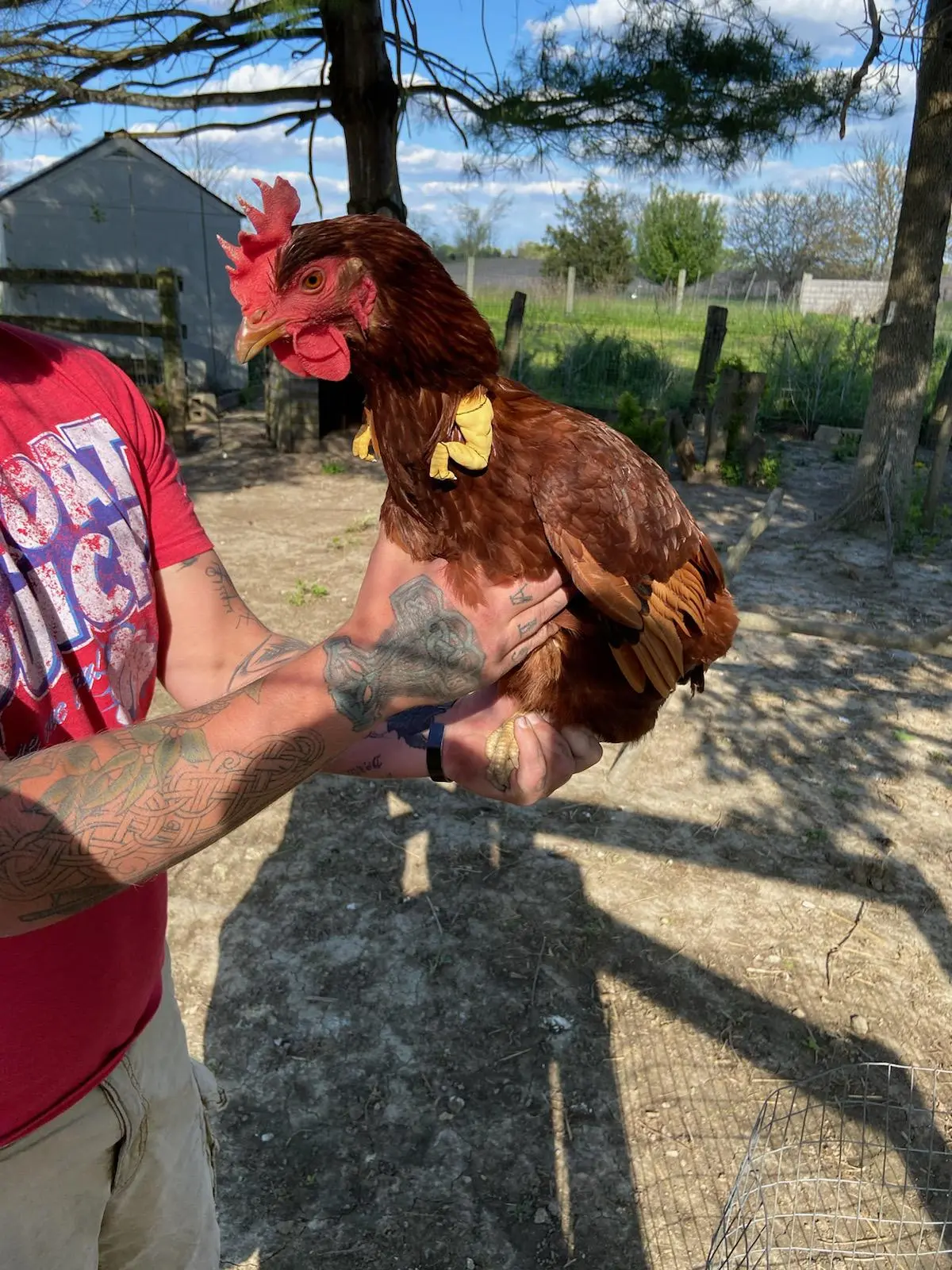 T-rex Chicken Arms | Scrolller