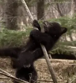 Talented acrobear