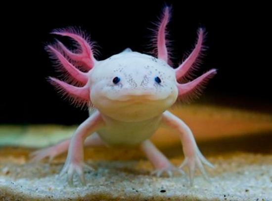 The axolotl (Mexican walking fish) has the ability to regenerate ...
