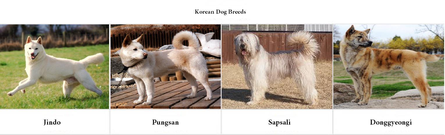 Den Korea Dog Brand