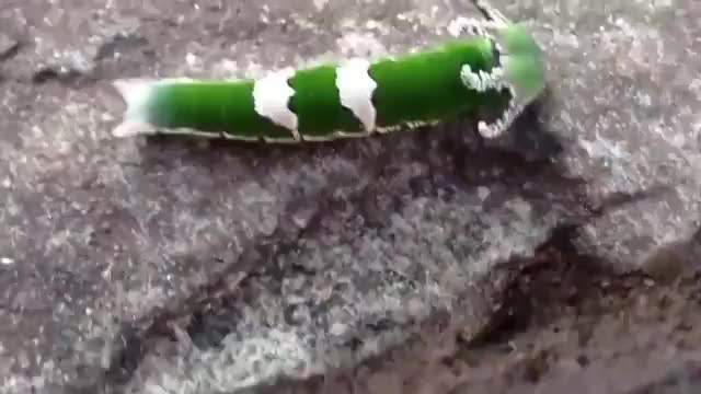🔥 The dragonhead caterpillar 🔥 | Scrolller