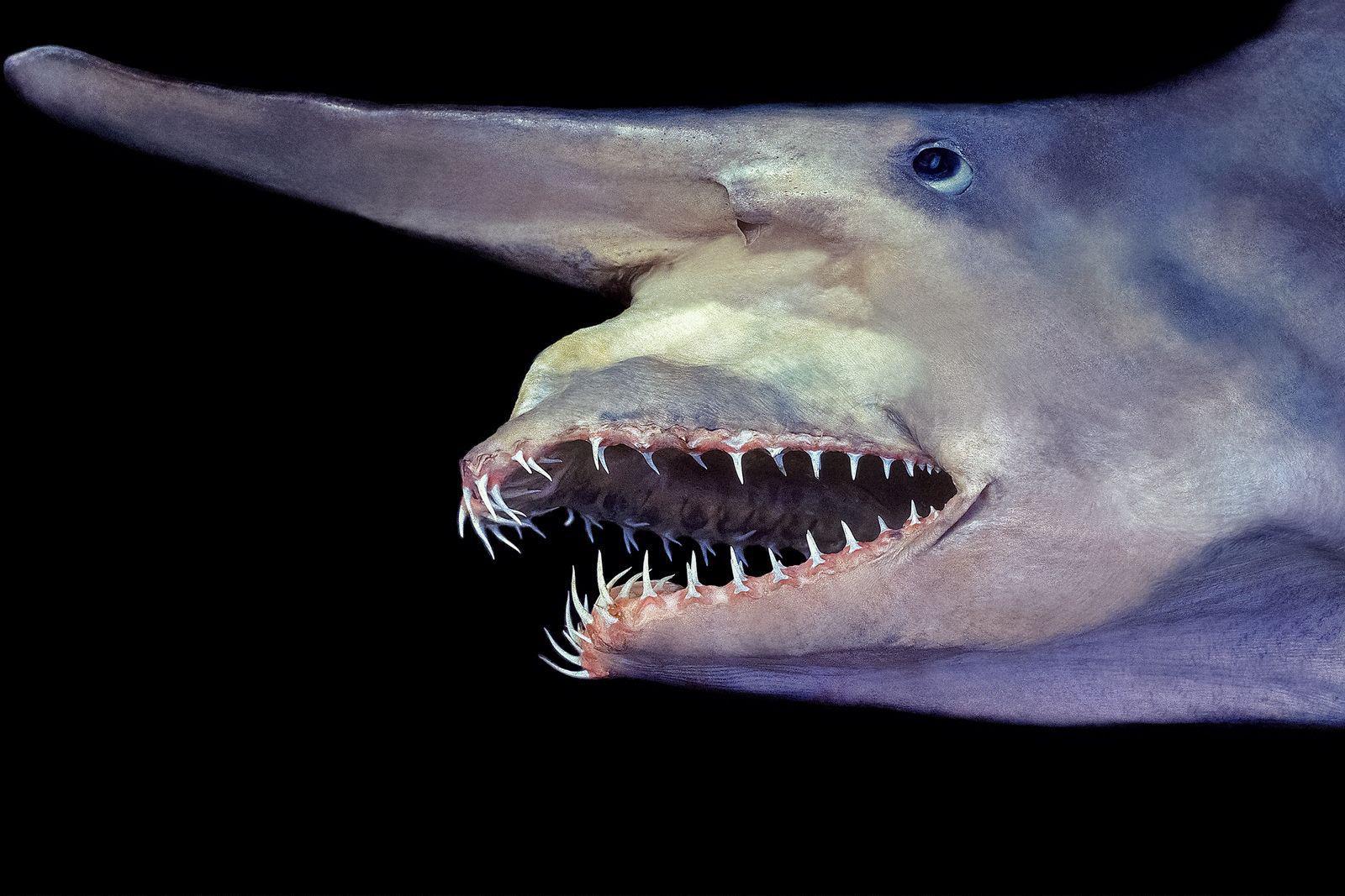 The goblin shark. One of nature’s oldest predators. Living in the open