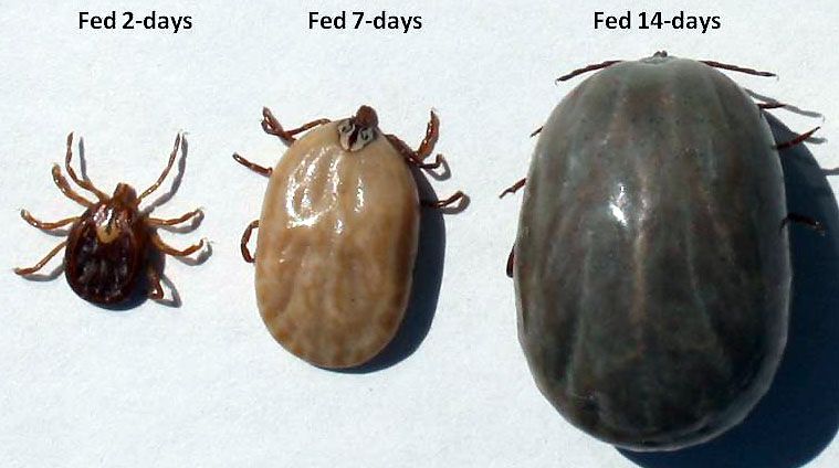 The Growth Of A Tick In The Span Of Two Weeks Scrolller