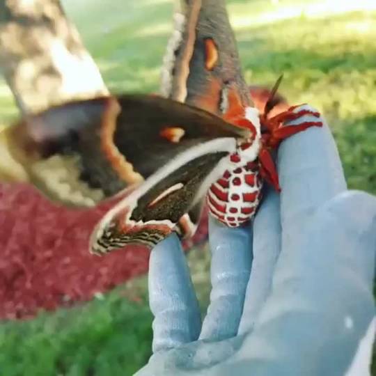 The largest moth in North America, the Cecropia moth | Scrolller