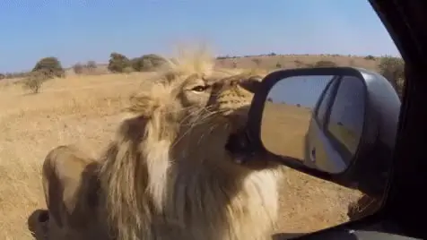 The Majestic Lion
