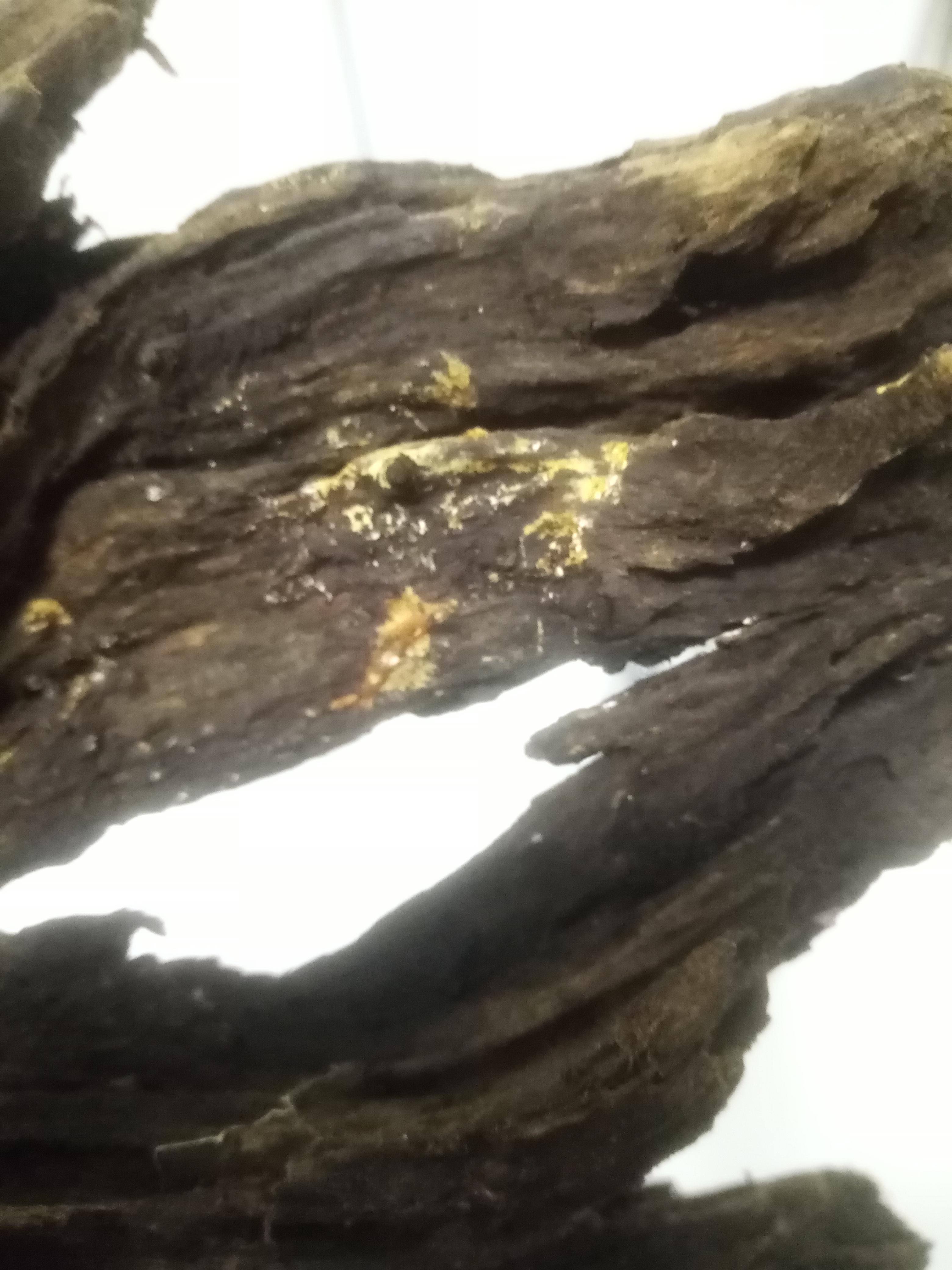 The pictures of the white stuff on the driftwood from my last post. I think its not biofilm