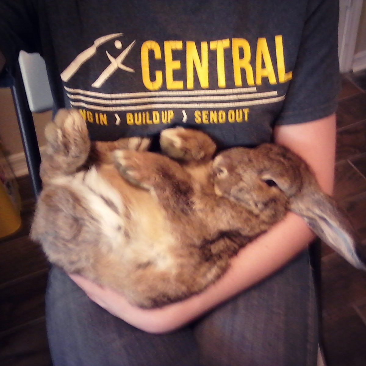 The rabbit rescue described him as 