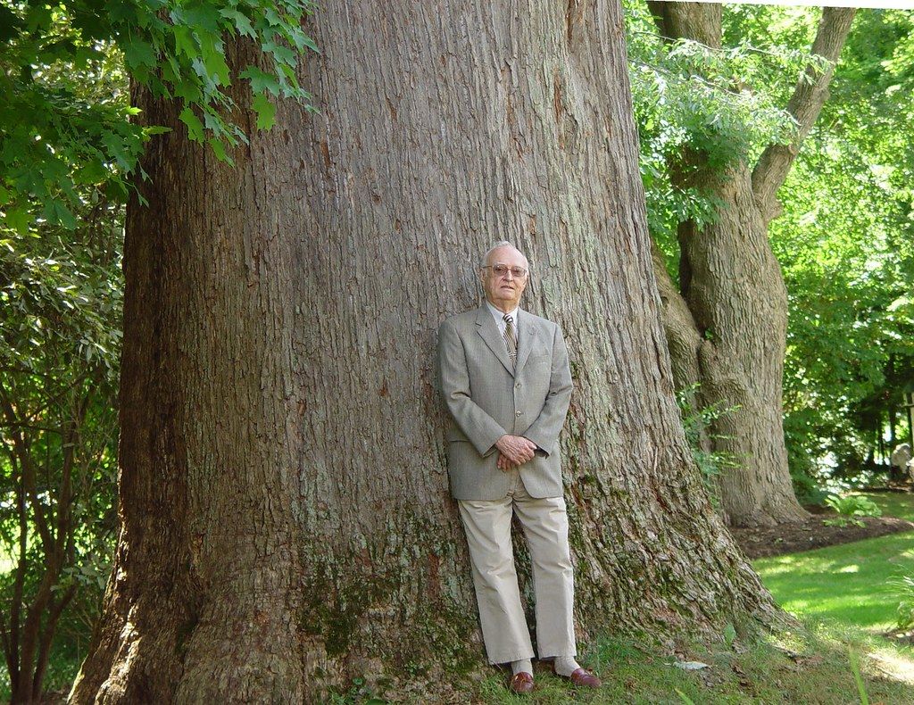 The world's largest cucumber tree, located in North Canton, Ohio ...