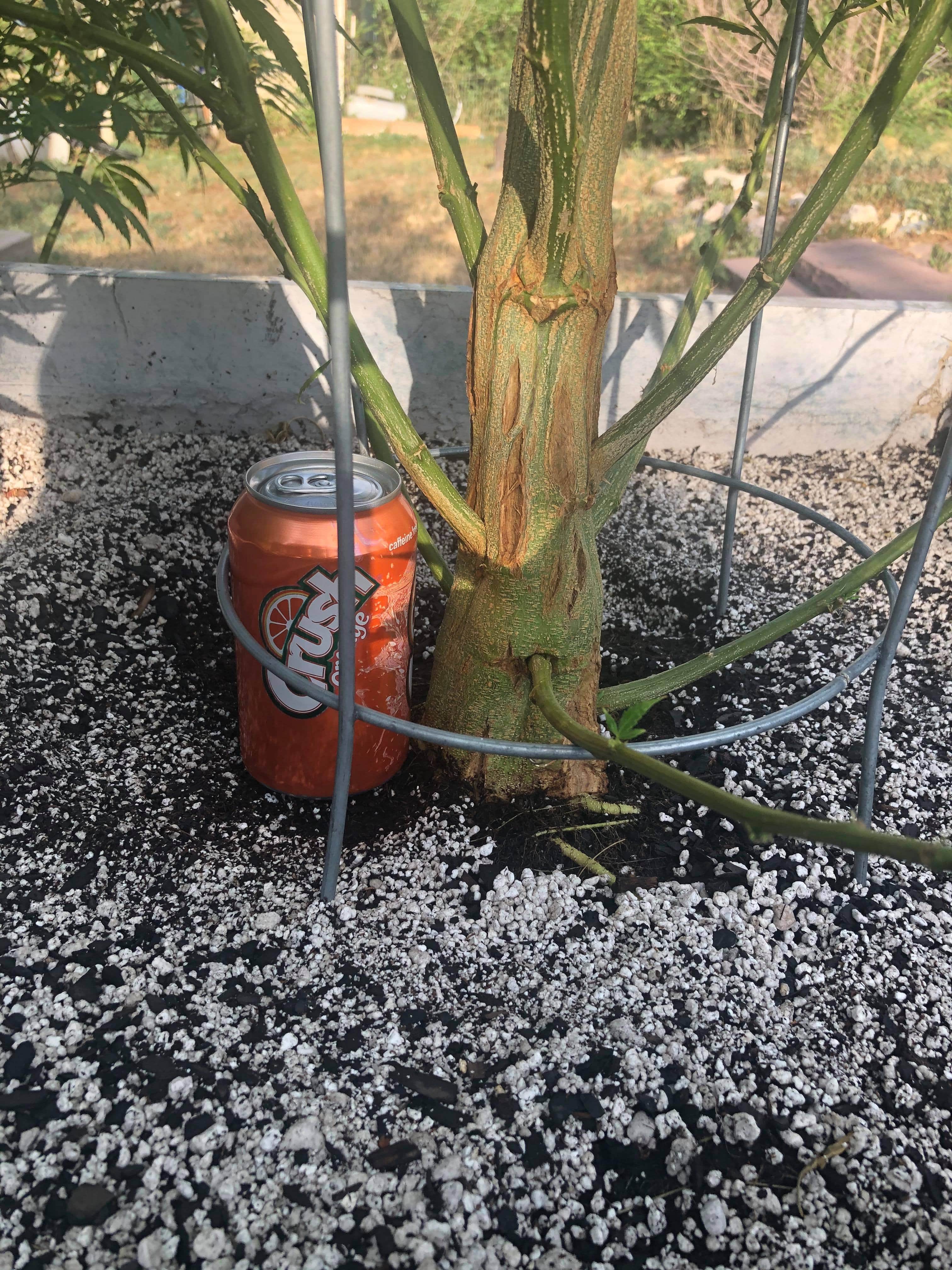 Thicc girl is thicc. | Scrolller