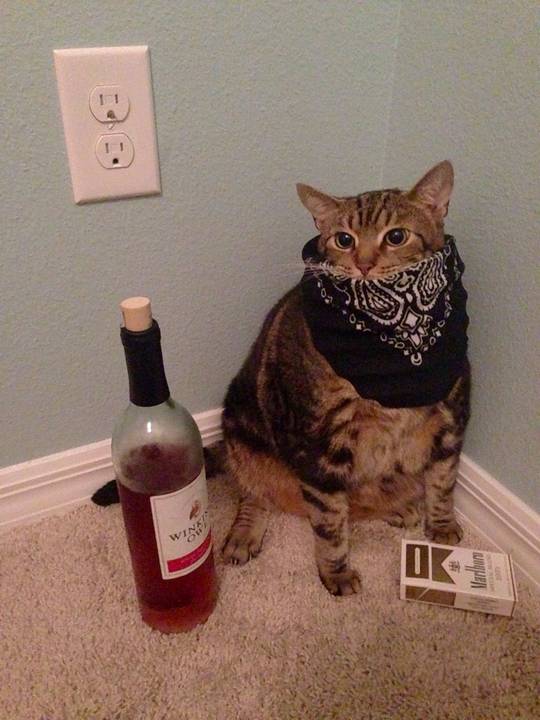 This Cat's a G