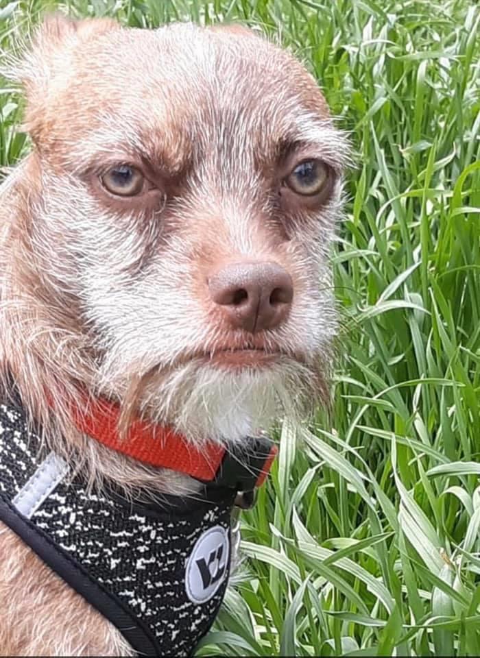 This dog’s adoption profile says he loves kids (Alliance, NE) Scrolller