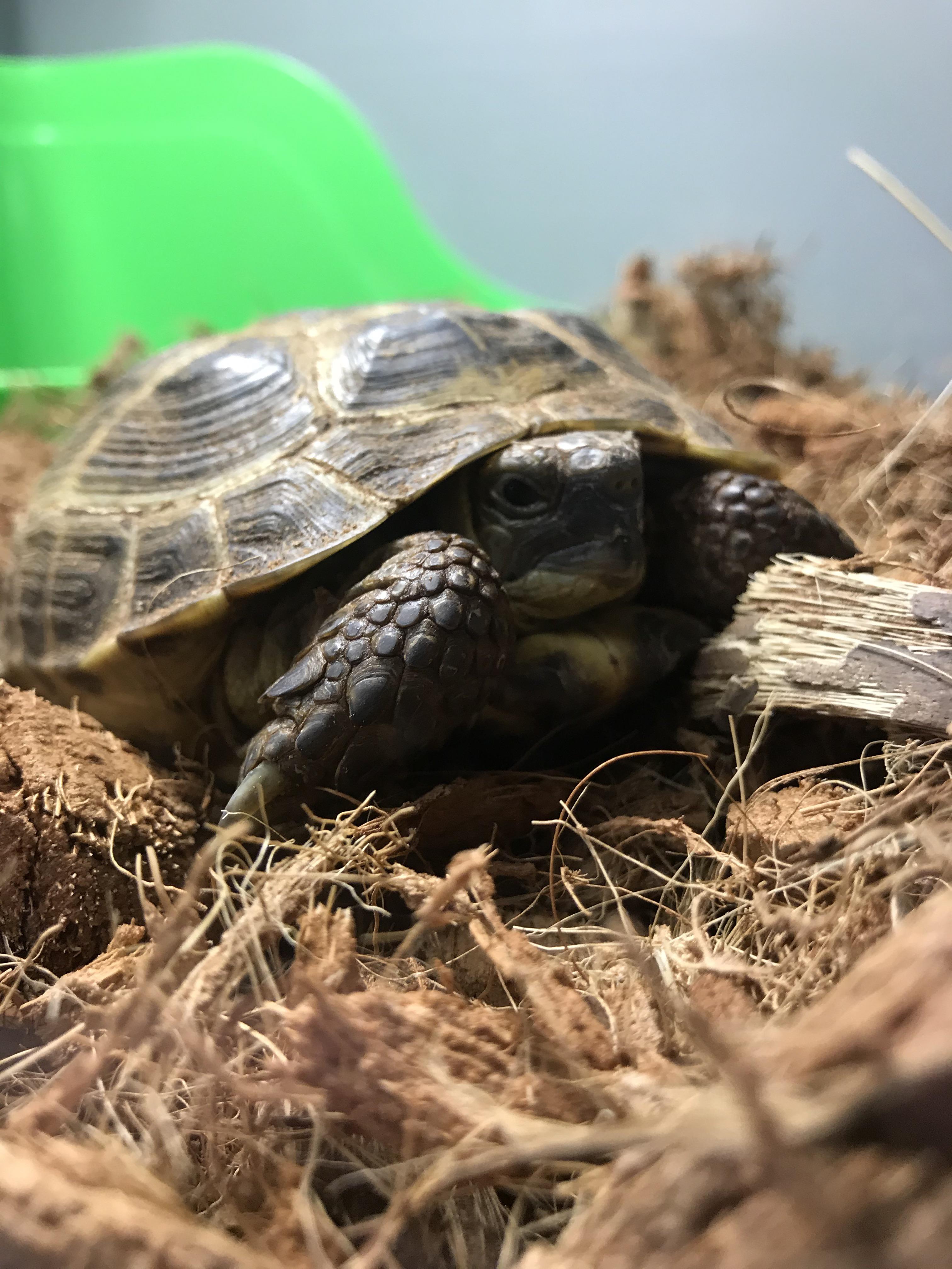 This is Mia the Russian Tortoise. I just got her and she’s my first ...