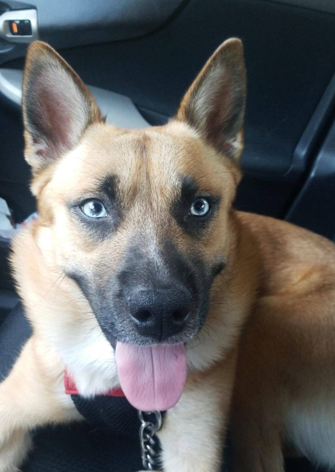 This Is Roskoe! He's A Belgian Malinois, Husky Mix | Scrolller