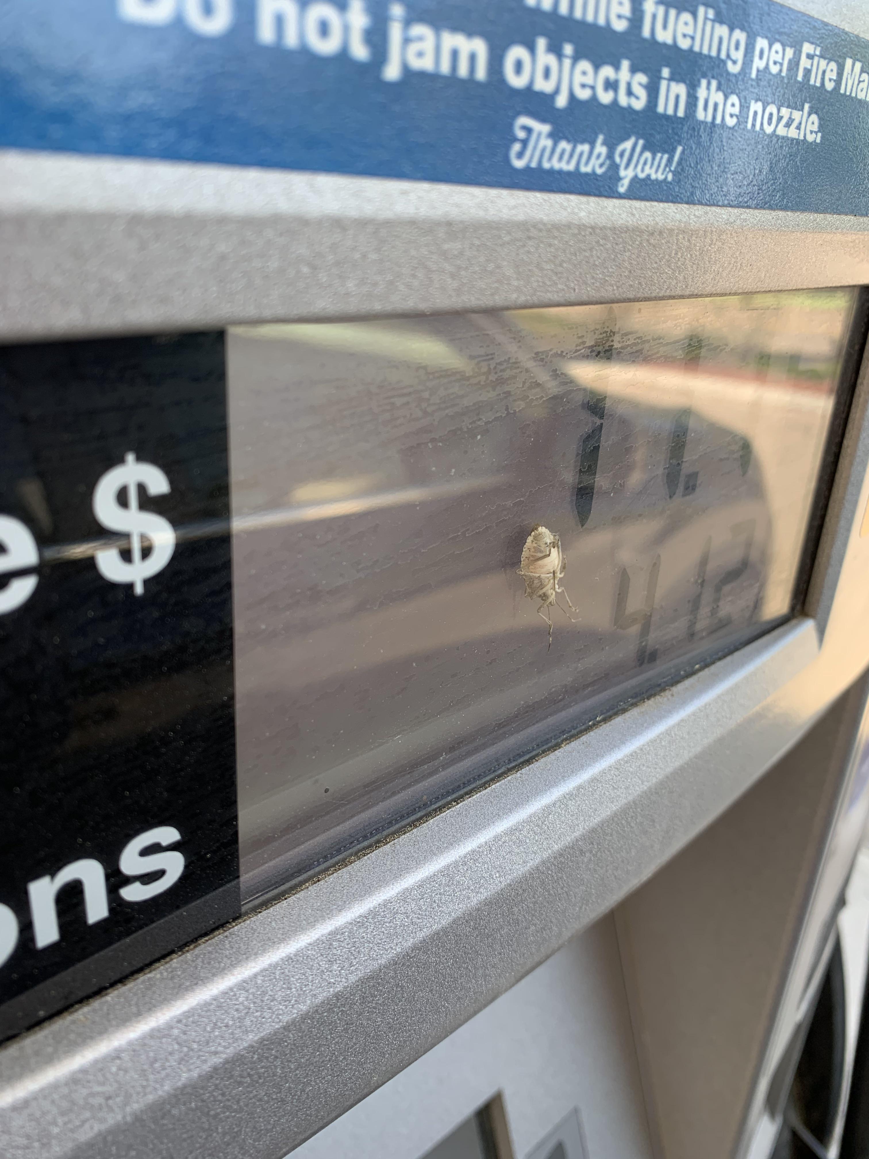 This stink bug got stuck inside the gas pump meter. | Scrolller