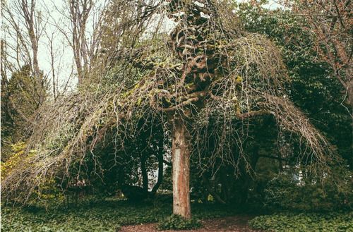 This tree was flipped over by agriculture students. The roots became ...