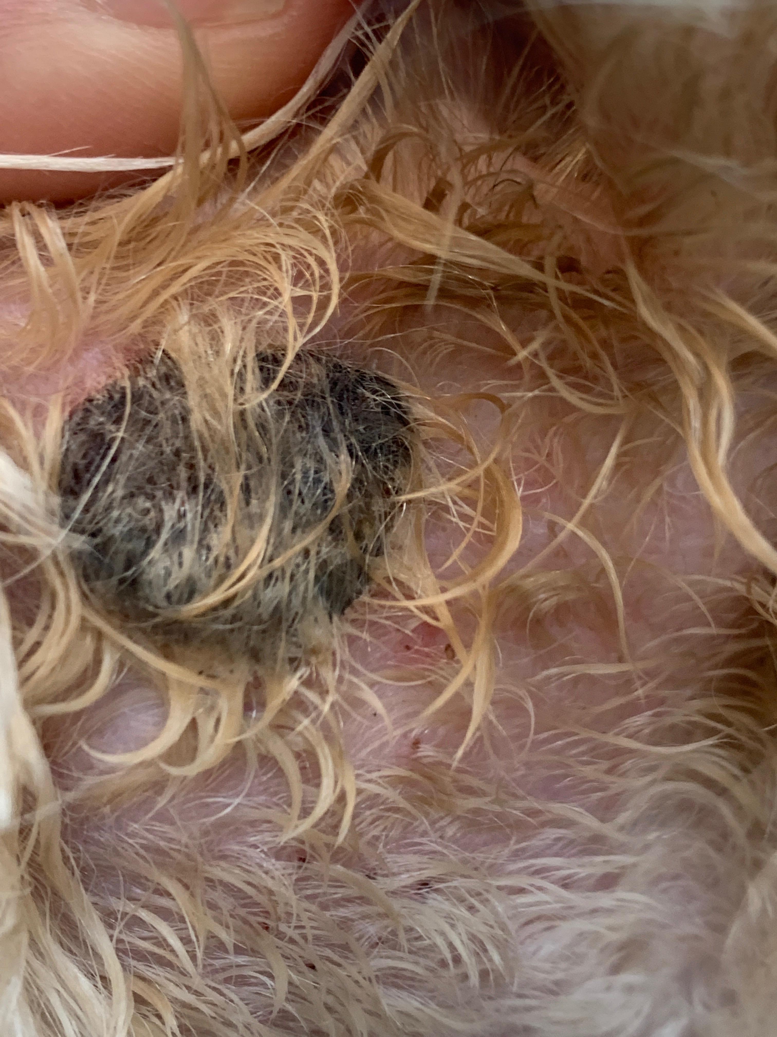 Thoughts on if this is cancer or a wart? 3 year old bichon frise shitzu