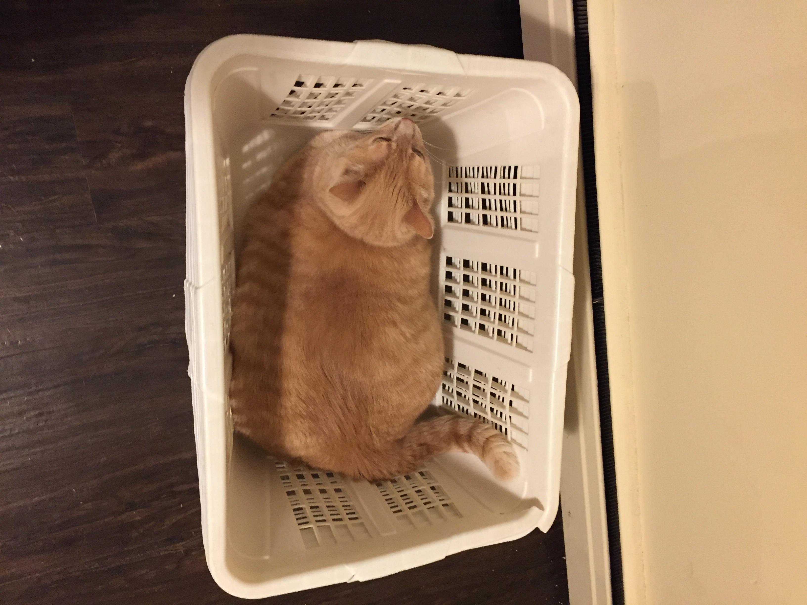 Tigre in a laundry basket Scrolller