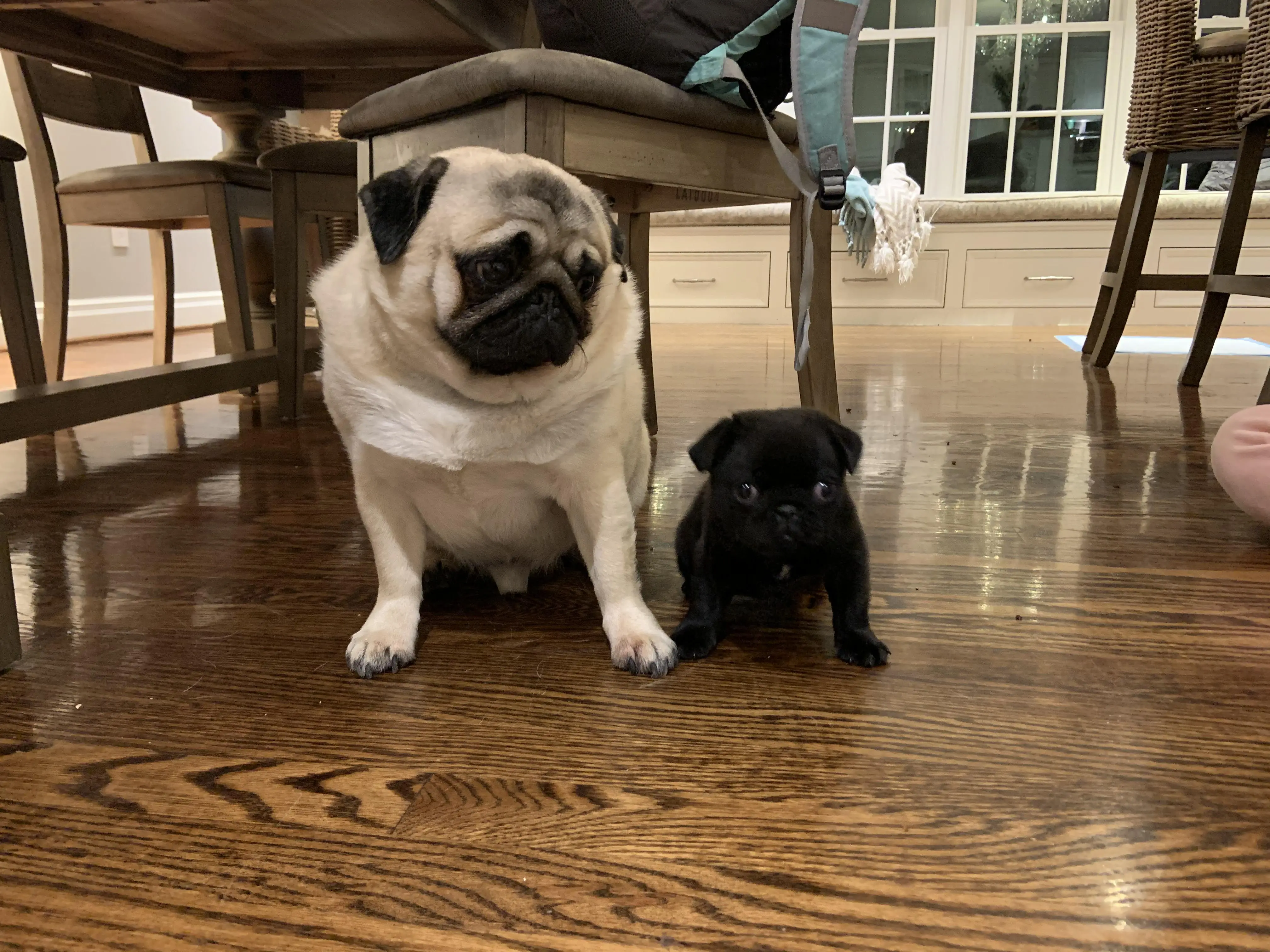 Tim And Ralph Tim and Ralph. New brothers. Ralph is the black pug. | Scrolller