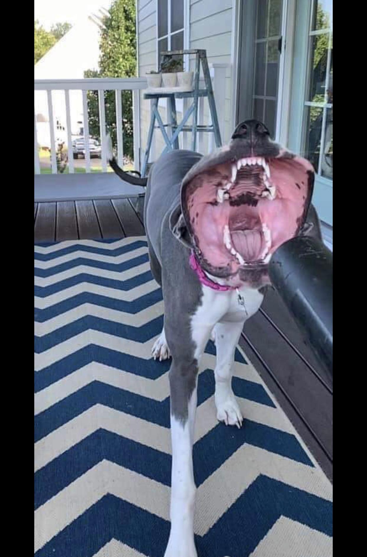 Испуганные собаки. Прикольные домашние животные. Смешные собаки. Как испугать собаку. Как испугать собаку.