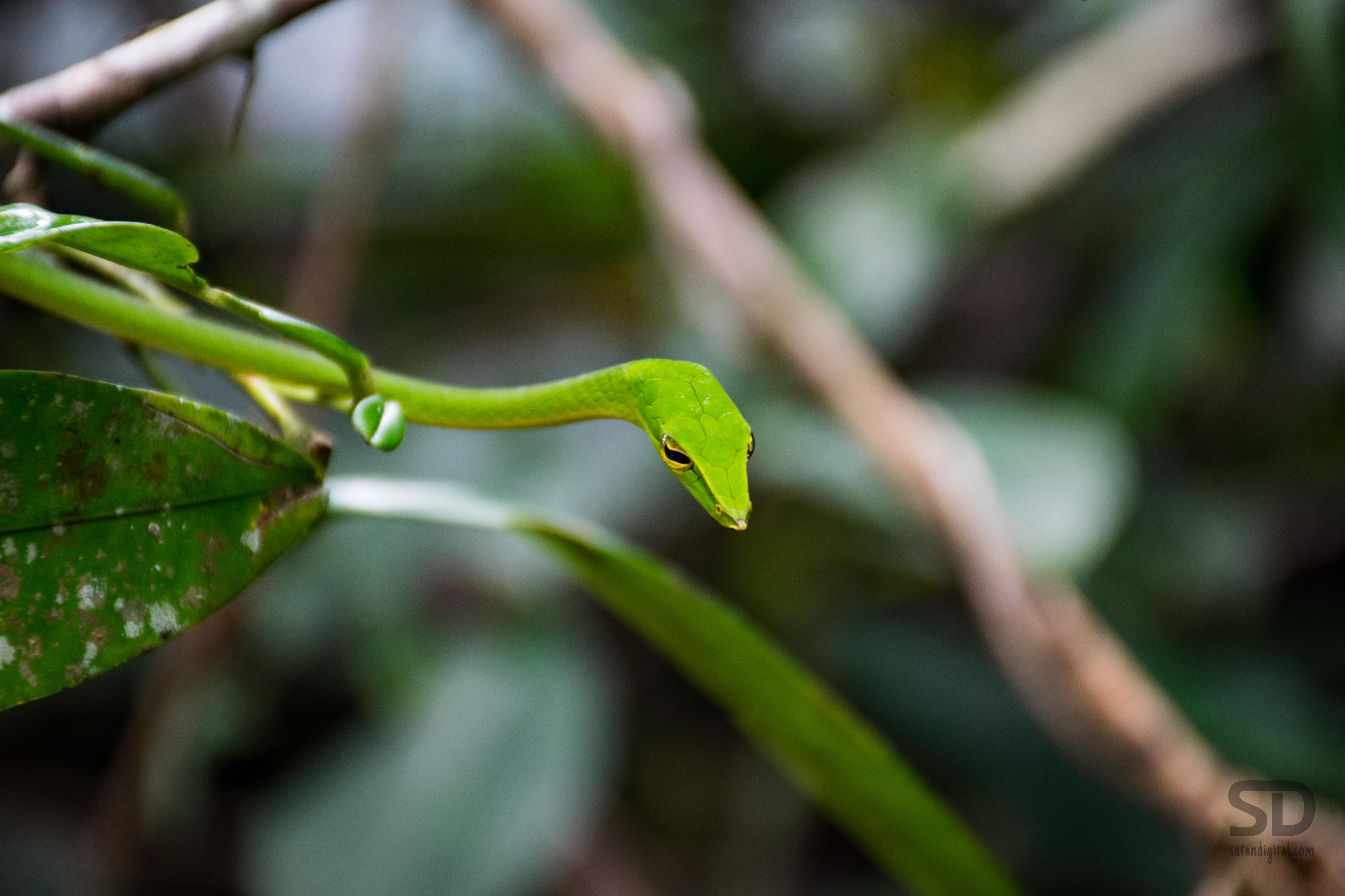 Took this picture last year. Indian Green Vine Snake :) | Scrolller