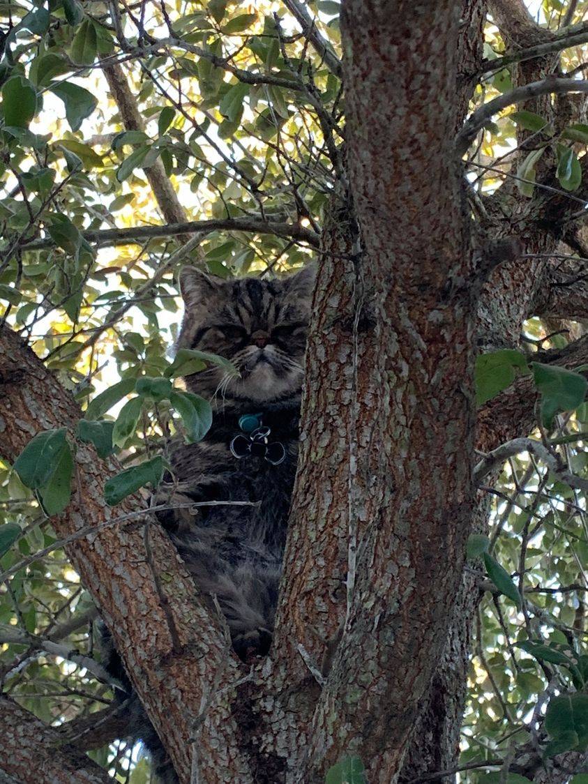 Tree cat Scrolller