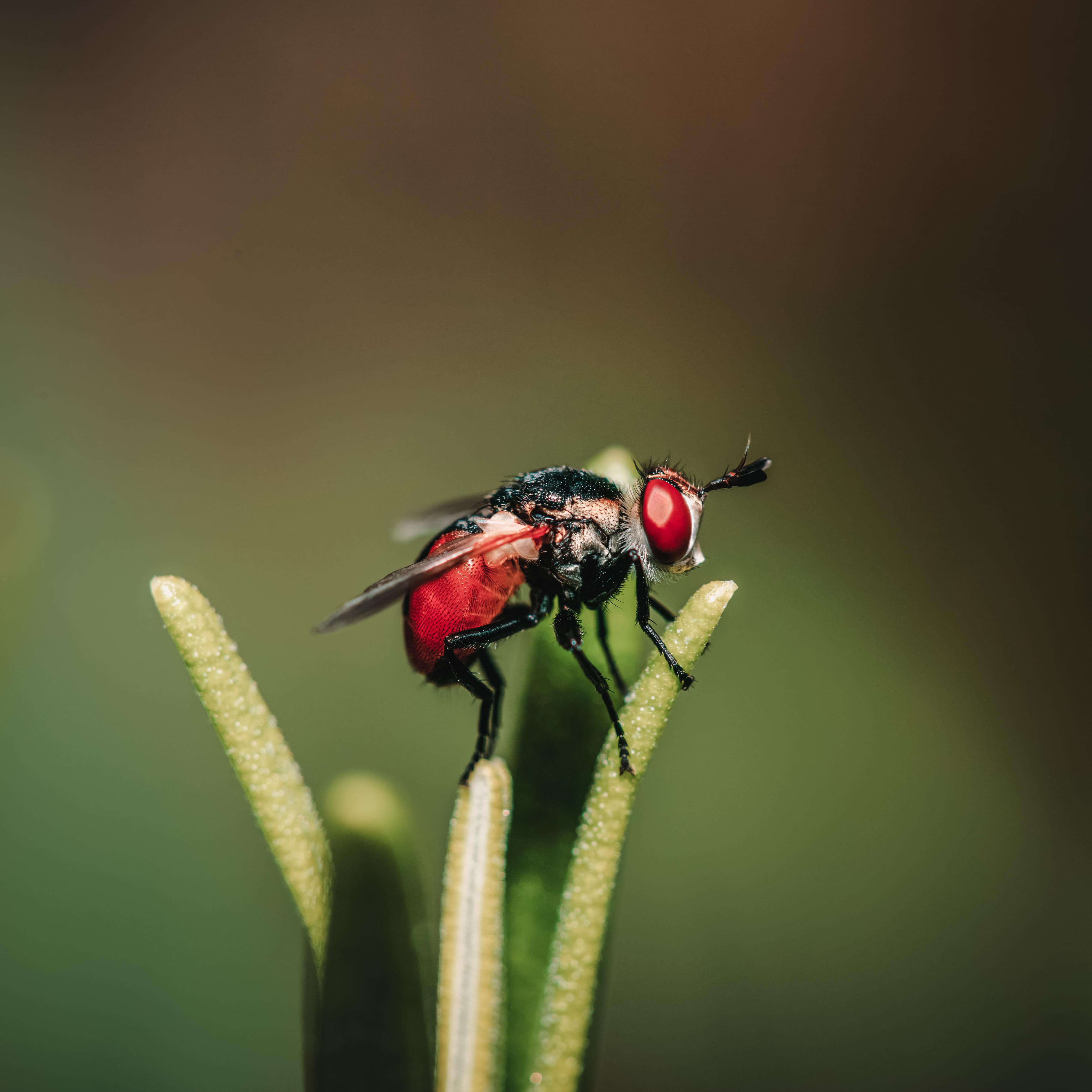 Trying out a homemade diffuser on this fly [OC] [4003x4003] | Scrolller