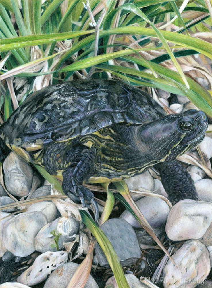 Turtle Shell Color Pencil
