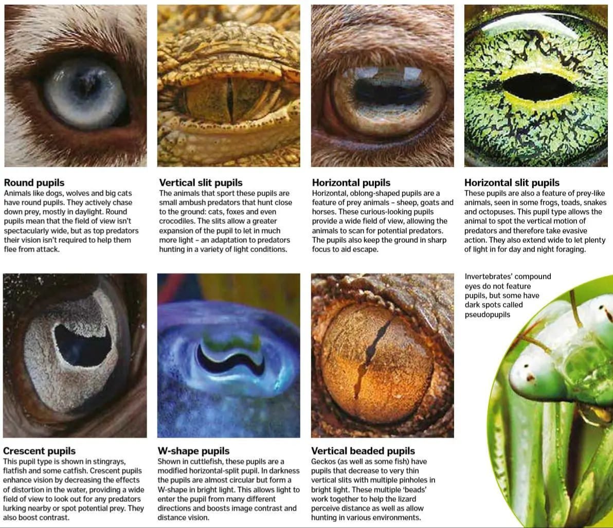 Types of Animal Pupils. | Scrolller