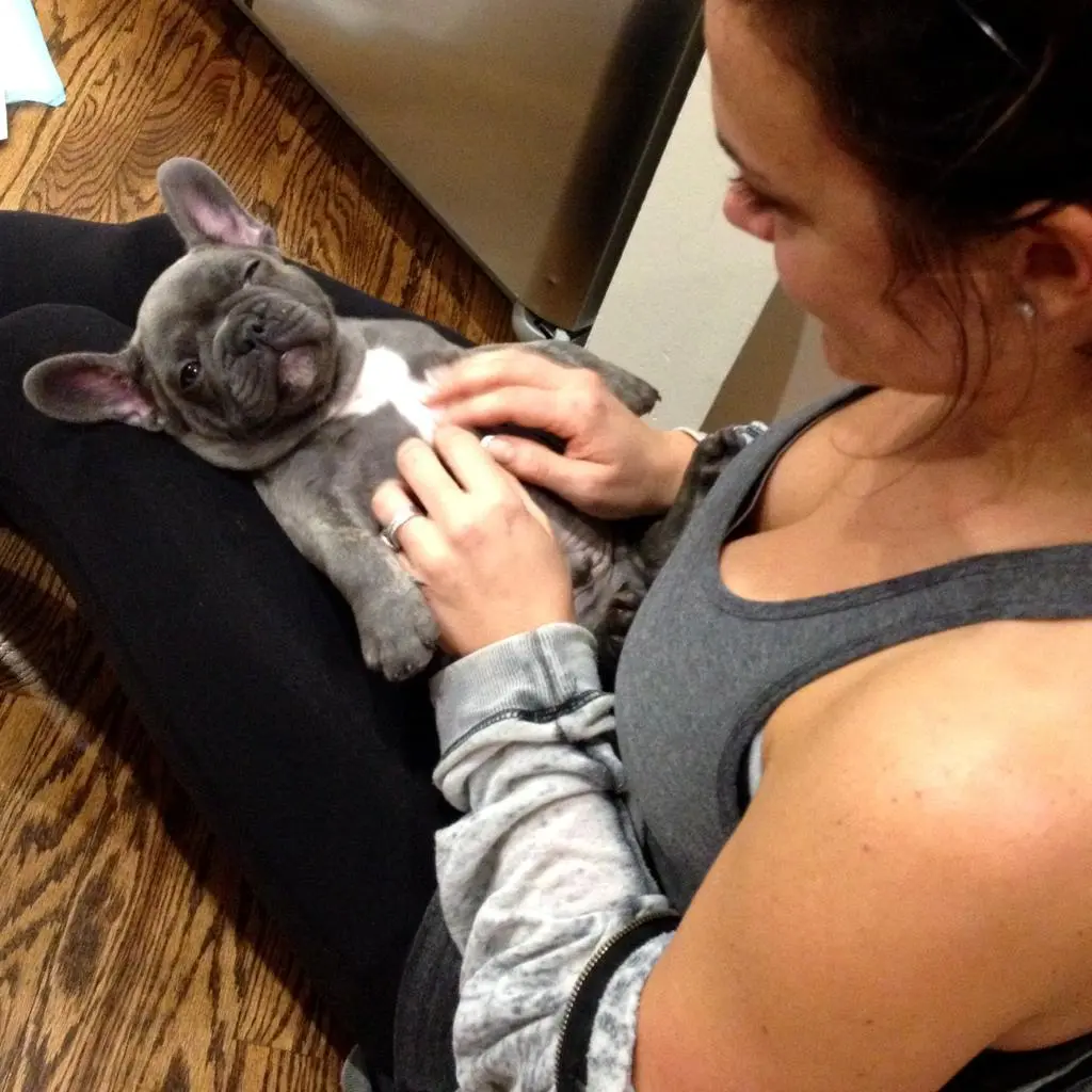 /u/Mike1xxxx's new blue Frenchie, Elwood